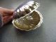 Rare Vintage Silver Plated Oyster Shell Condiment Bowl With Attached Shell Lid Bowls photo 1
