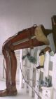 Rare,  Antique,  Leather,  Wood And Metal,  Prosthetic Limb,  Leg,  Brace,  1900 - 1920 Other Medical Antiques photo 11