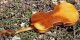 Fine Vintage Czech Violin By Emanuel Huller,  Graslitz.  Solid Build & Sound. String photo 7