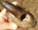 Pipe: Sea Lion - Effigy,  Heavy Chumash,  Cambria,  California 19th Century Find Native American photo 4