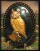Majestic Owl Perched On Stump Hand Painted 3d Studio Button Buttons photo 2
