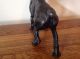Antique Cast Iron Hubley Boston Terrier Bull - Dog Doorstop Paint Metalware photo 1