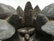 Antique Black Forest Folk Art Birds On Nest Carved Figures photo 3