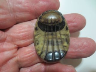 Antique Art Deco Celluloid? Laminated Carved Wafer Button Unusual Scarab Design photo