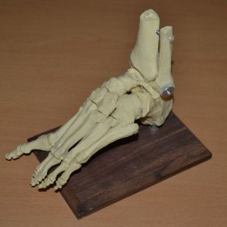 Anatomical Human Skeleton Foot And Ankle Anatomy Podiatry Model photo