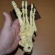 Anatomical Human Skeleton Foot And Ankle Anatomy Podiatry Model Other Medical Antiques photo 1