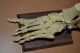 Anatomical Human Skeleton Foot And Ankle Anatomy Podiatry Model Other Medical Antiques photo 2