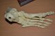 Anatomical Human Skeleton Foot And Ankle Anatomy Podiatry Model Other Medical Antiques photo 7