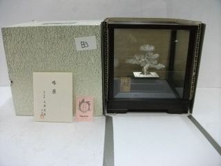 The Tree Of The Pine Of Virgin Silver.  Bonsai Tree.  A Work Of Mitunori. photo