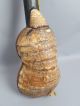 Vintage Early 20c Andean Armadillo Shell Ornate Inlay Charango Lute String photo 7