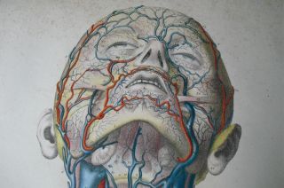 Large Anatomy Print 19th C Breschet Facial Veins Neck Skeleton (a) photo