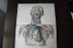 Large Anatomy Print 19th C Breschet Facial Veins Neck Skeleton (a) Other Medical Antiques photo 1