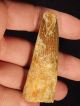 A 100 Natural Cretaceous Era S.  Maroccanus Spinosaurus Fossil Tooth 35.  09gr Other Antiquities photo 9
