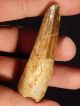 A 100 Natural Cretaceous Era S.  Maroccanus Spinosaurus Fossil Tooth 35.  09gr Other Antiquities photo 10