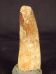 A 100 Natural Cretaceous Era S.  Maroccanus Spinosaurus Fossil Tooth 35.  09gr Other Antiquities photo 11