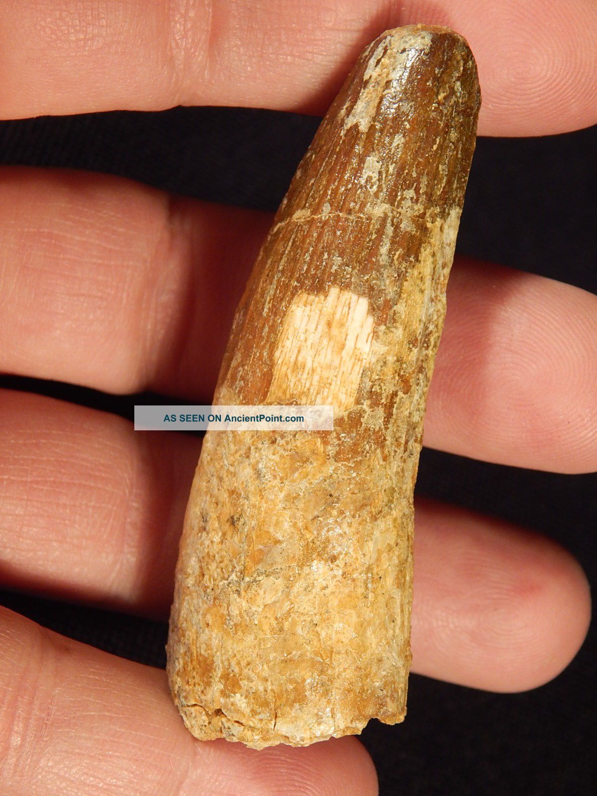 A 100 Natural Cretaceous Era S.  Maroccanus Spinosaurus Fossil Tooth 35.  09gr Other Antiquities photo