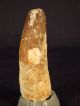 A 100 Natural Cretaceous Era S.  Maroccanus Spinosaurus Fossil Tooth 35.  09gr Other Antiquities photo 1