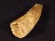 A 100 Natural Cretaceous Era S.  Maroccanus Spinosaurus Fossil Tooth 35.  09gr Other Antiquities photo 3