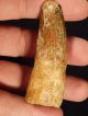 A 100 Natural Cretaceous Era S.  Maroccanus Spinosaurus Fossil Tooth 35.  09gr Other Antiquities photo 6