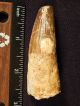 A 100 Natural Cretaceous Era S.  Maroccanus Spinosaurus Fossil Tooth 35.  09gr Other Antiquities photo 8