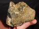 A Jurassic Dinosaur Bone Fossil With Cells From Utah 1000gr The Americas photo 9