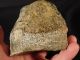 A Jurassic Dinosaur Bone Fossil With Cells From Utah 1000gr The Americas photo 2