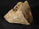 A Jurassic Dinosaur Bone Fossil With Cells From Utah 1000gr The Americas photo 6