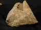 A Jurassic Dinosaur Bone Fossil With Cells From Utah 1000gr The Americas photo 7