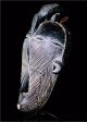 Fine Tribal Songye Mask With Bird - - - D R Congo Other African Antiques photo 1