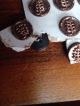 Full Card 24 Antique ?waistcoat Twinkle Metal Buttons Floral ? Tints Buttons photo 8