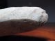 4 Inch Rare Laos Neolithic Hand Ax Adze Celt Delicate Stone Menhir Area [t87] Neolithic & Paleolithic photo 5