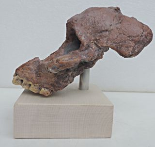 Australopithecus Africanus,  Skull Fragment,  2.  5 Mil.  Years - Replica photo