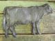 Antique Lightning Rod Farm Barn Bull Cow Weathervane 15 