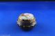 Antique Sevres Hinged Round Shaped Trinket Box Cobalt Blue,  Painted Lid & Inner Other Antique Ceramics photo 2