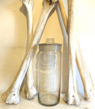 Antique Museum Jar Medical Apothecary Wet Specimen Jar 8 1/2 