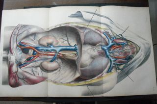 Huge Anatomy Print 19th C Breschet Veins Neck Heart Thorax Bladder Abdomen Male photo