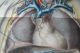 Huge Anatomy Print 19th C Breschet Veins Neck Heart Thorax Bladder Abdomen Male Other Medical Antiques photo 4