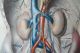 Huge Anatomy Print 19th C Breschet Veins Neck Heart Thorax Bladder Abdomen Male Other Medical Antiques photo 5