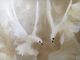 Huge Mccaine Mid Century Modern Oil Painting Doves Fluttering Palm Springs Style Mid-Century Modernism photo 3