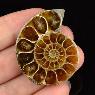 L3185 Ammonite Ammolite Unique Natural Fossil Decoration 15g 40x32x8mm photo