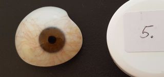 Old German Human Glasseye Prosthetic Vintage Antique Ww2 Glass Eye No.  5 photo