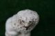 Mid 19thc Staffordshire Miniature Poodle Dog With Flower Basket C1860s Figurines photo 8
