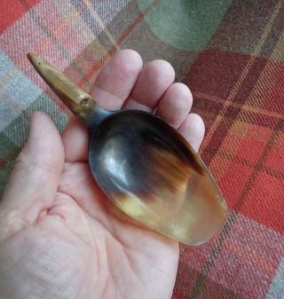 Antique Scottish Hand - Carved Highland Cow Horn Tea Caddy Scoop / Spoon 1880s photo