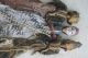 3 Choices Authentic Old Hand Made Java Theater Wayang Golek Wood Puppet Dolls Pacific Islands & Oceania photo 9