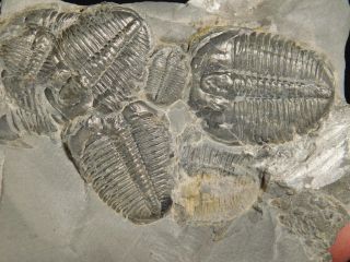 Six Entwined 100 Natural Utah Trilobite Fossils In Cambrian Matrix 195gr B photo