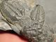 Six Entwined 100 Natural Utah Trilobite Fossils In Cambrian Matrix 195gr B The Americas photo 1