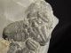 Six Entwined 100 Natural Utah Trilobite Fossils In Cambrian Matrix 195gr B The Americas photo 2