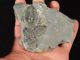Six Entwined 100 Natural Utah Trilobite Fossils In Cambrian Matrix 195gr B The Americas photo 3