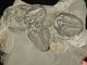 Six Entwined 100 Natural Utah Trilobite Fossils In Cambrian Matrix 195gr B The Americas photo 5