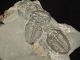 Six Entwined 100 Natural Utah Trilobite Fossils In Cambrian Matrix 195gr B The Americas photo 6